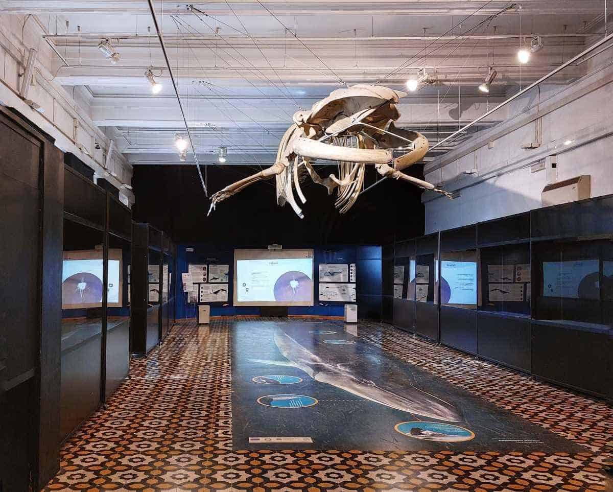 Museo Civico di Zoologia di Roma
