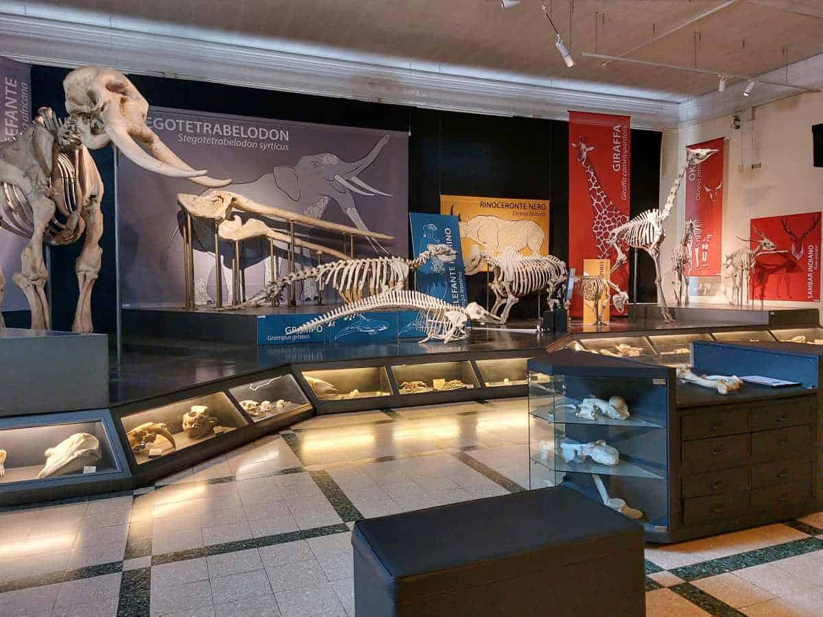 Museo Civico di Zoologia sala scheletr