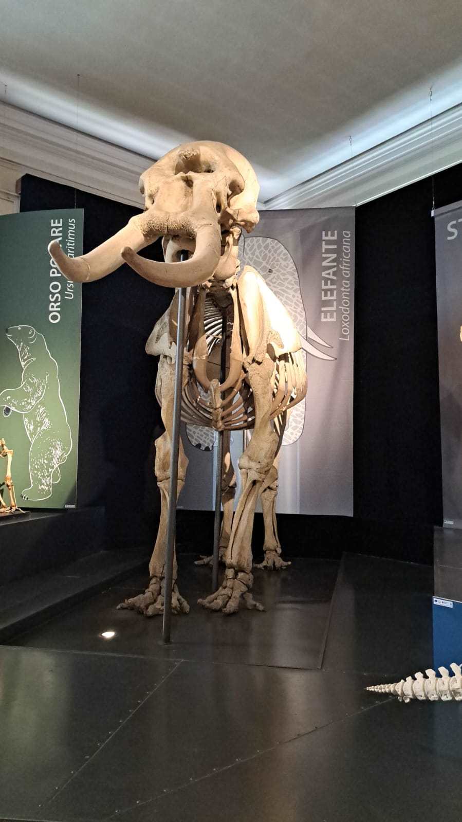 Museo civico di zoologia scheletro