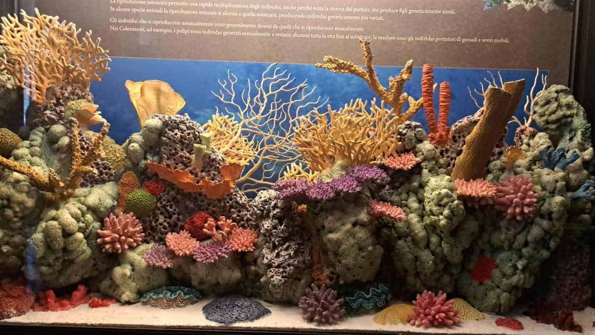 museo civico zoologia di Roma - coralli