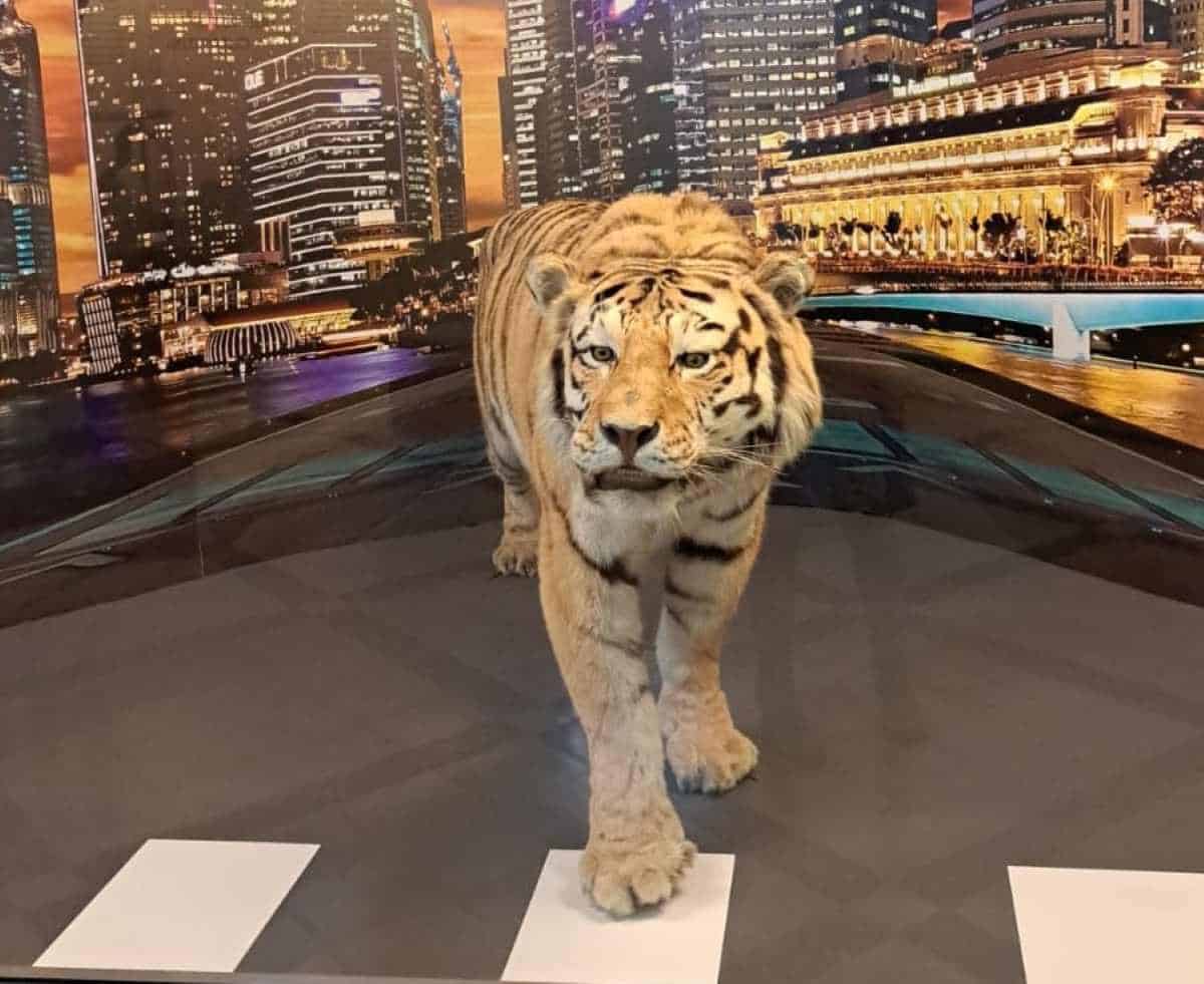 museo civico zoologia di Roma - tigre