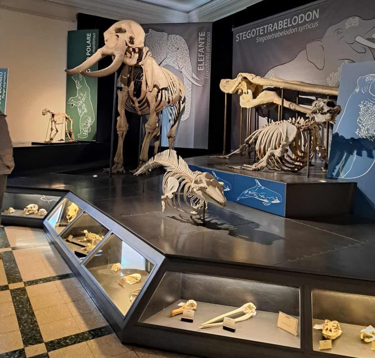 museo civico zoologia di Roma - sala degli scheletri