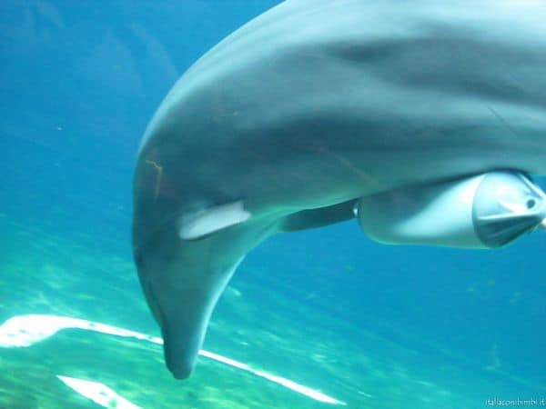 delfini all'Acquario di genova