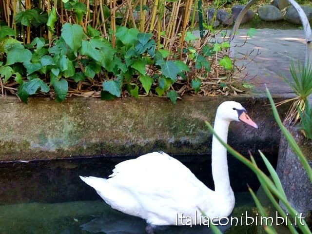 cigno-sul-laghetto-del-pescecane