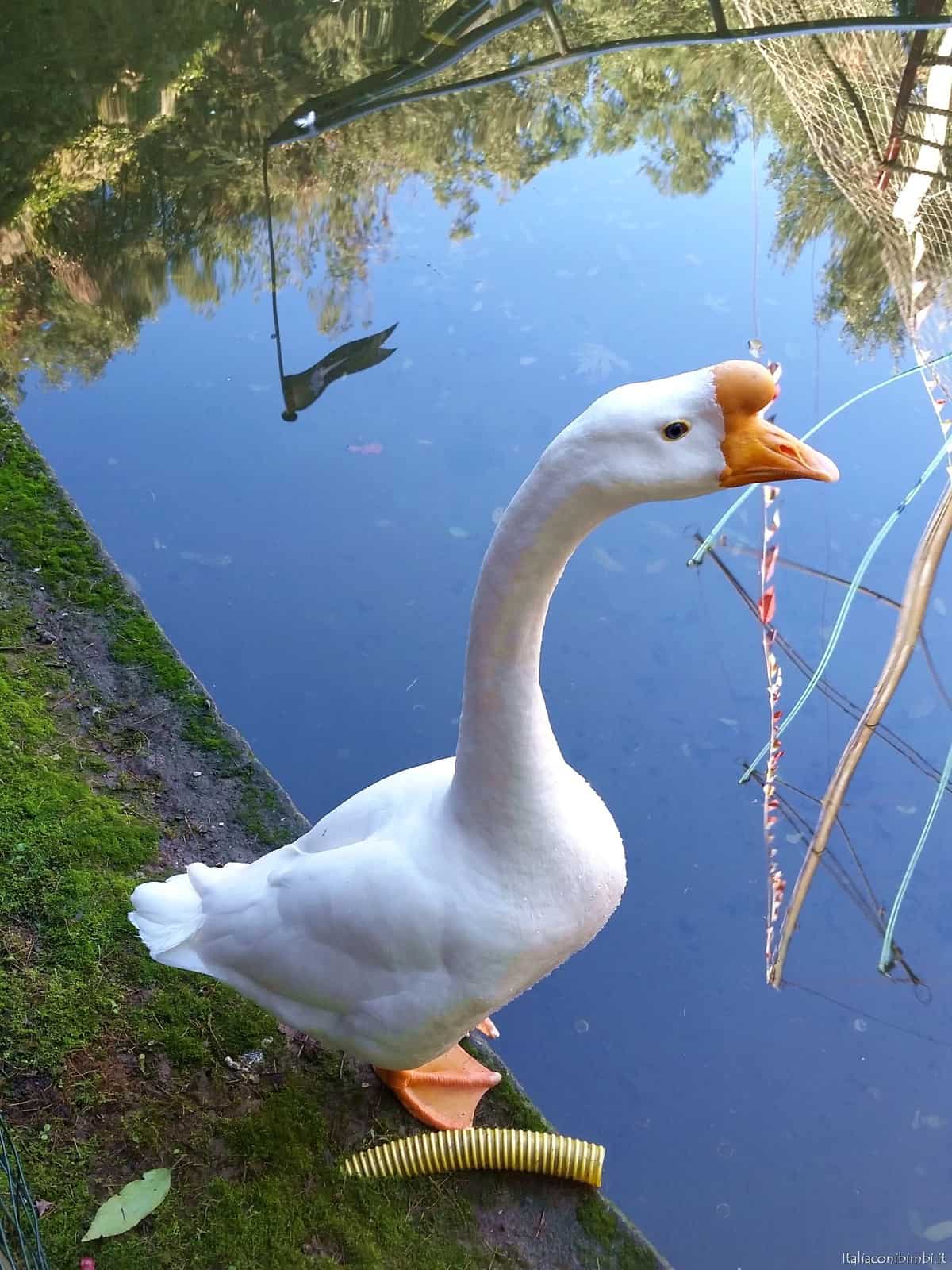 oca-al-parco-di-pinocchio
