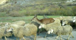 Pecore e daino nel Parco Nazionale d'Abruzzo