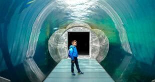 Copenaghen - zoo - artic ring