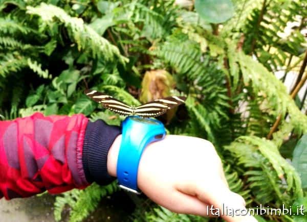 farfalle nella Rain Forest dell'acquario di Copenaghen