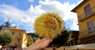riccio alla sagra delle castagne di Marrad