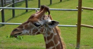 giraffa allo zoo Punta Verde di Lignano