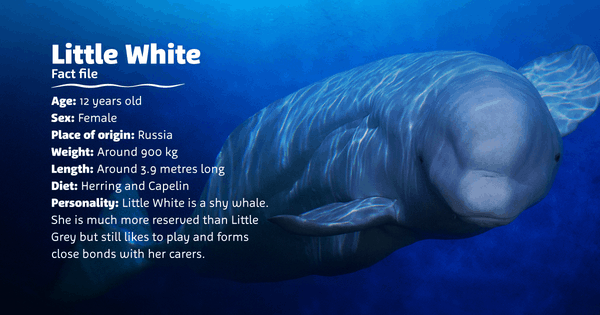 Balena del Sealife di Jesolo