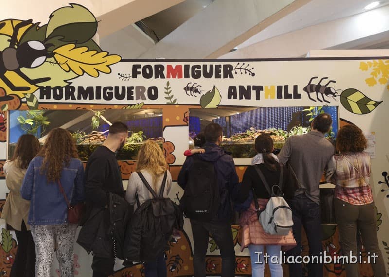 Museo-delle-scienze-di-Valencia-formiche-e-insetti