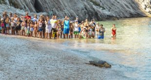 Rilascio della tartaruga spiaggia delle due sorelle - tartaruga che entra in acqua