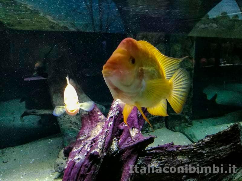 Museo-delle-di-storia-naturale-di-Pisa-pesce-giallo