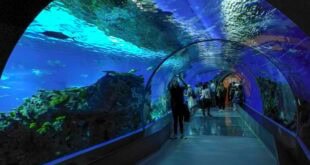 Copenaghen - acquario tunnel con i pesci