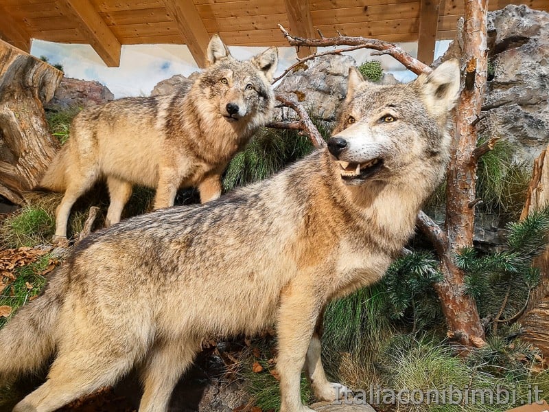Centro di documentazione Luserna - Alpe Cimbra- animali imbalsamati 