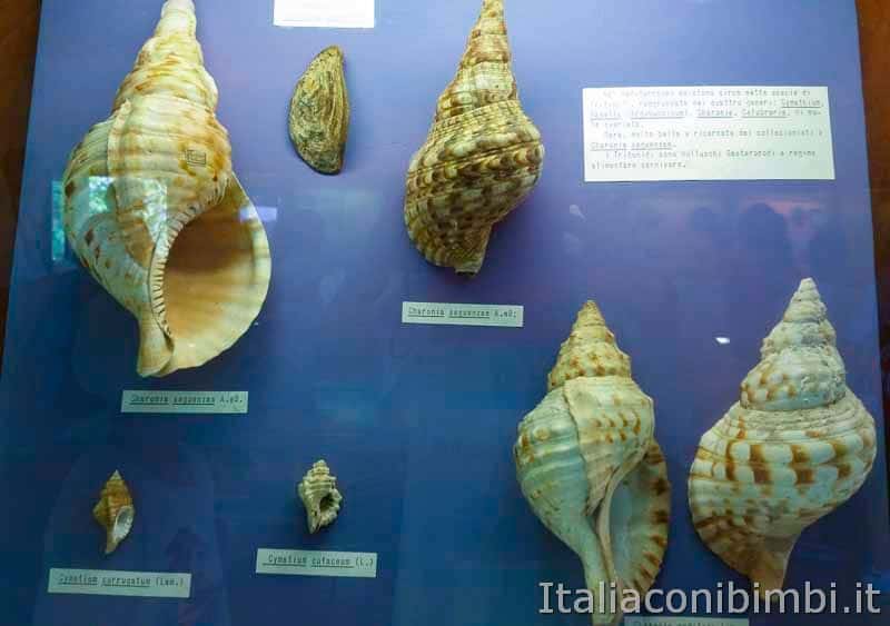 Bellaria Igea Marina - museo delle conchiglie della torre saracena