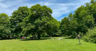 Bosco di Sant'Antonio - area picnic alberi