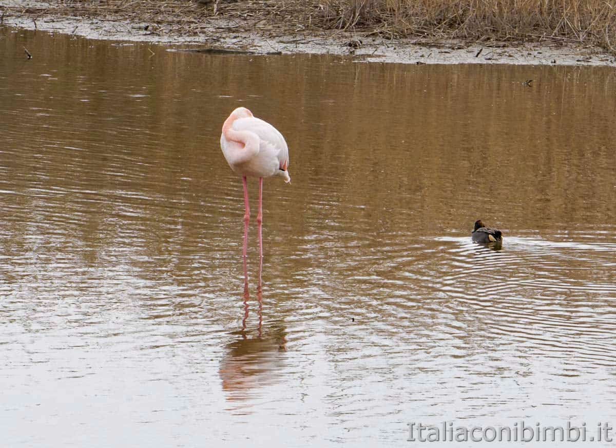 Riserva Naturale Sentina - fenicottero e anatra
