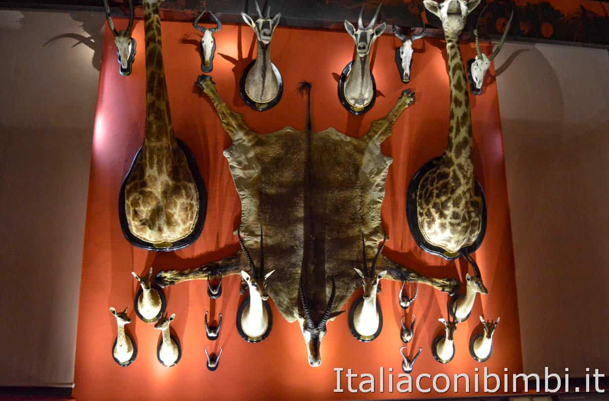 Venezia - Museo di storia naturale - animali imbalsamati