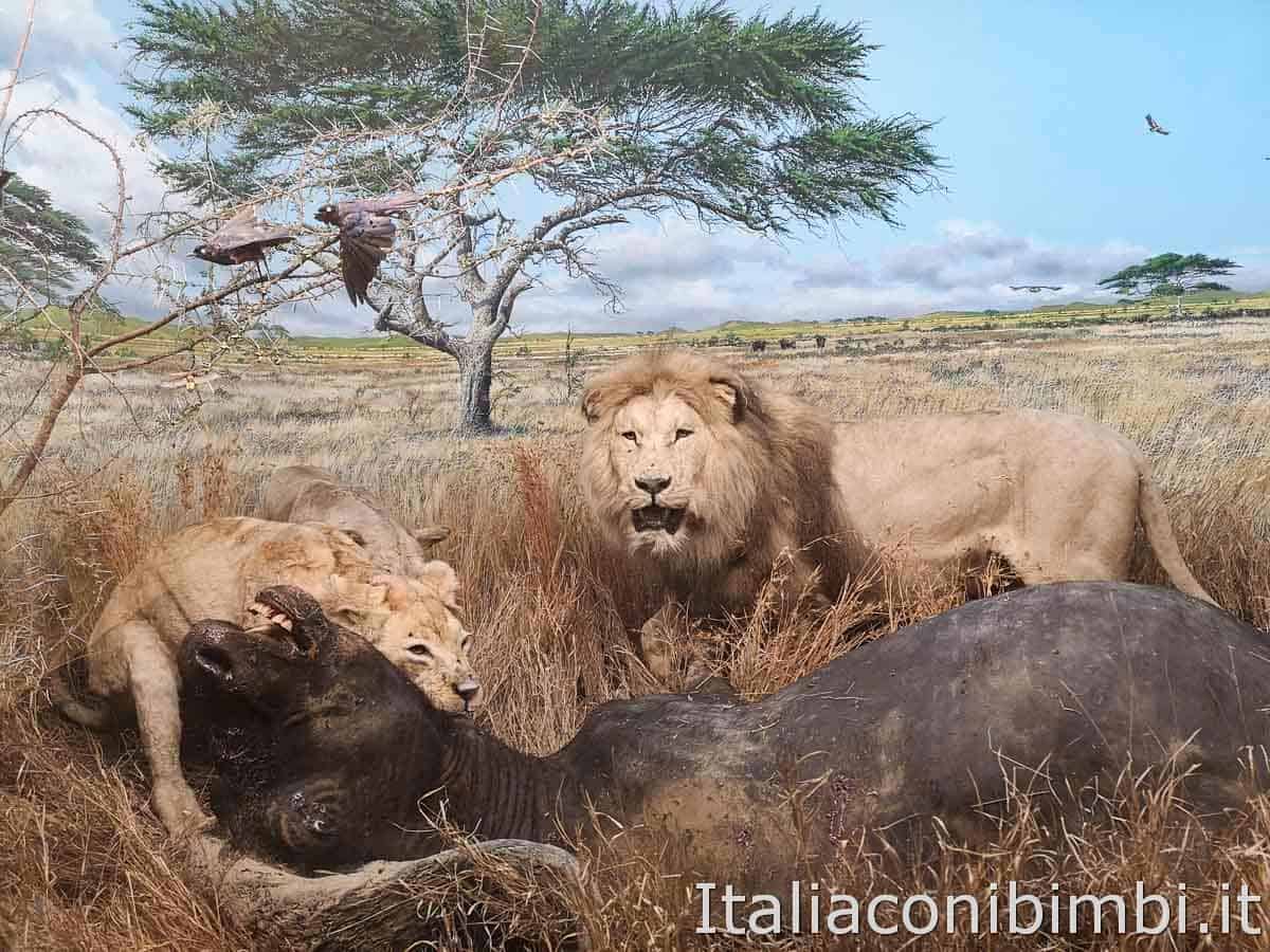 Museo di storia naturale - diorama leoni