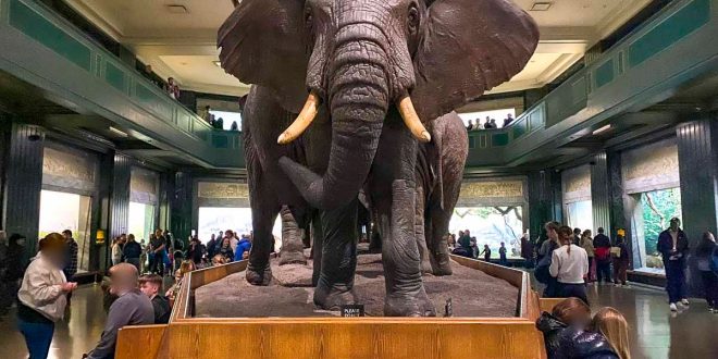 Museo di storia naturale di New York- elefante