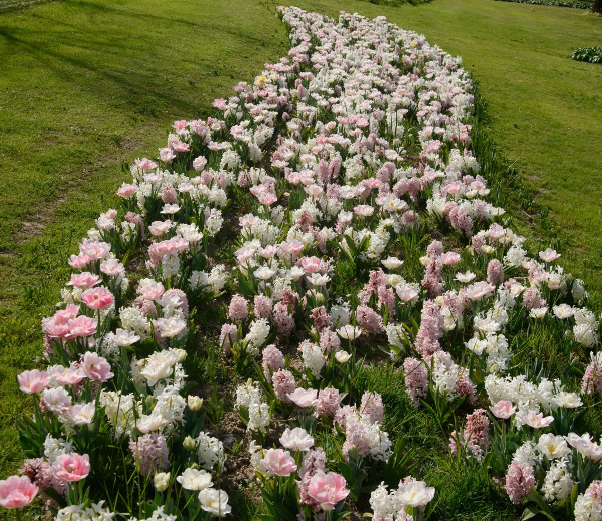 Tulipanomania Parco Sigurtà
